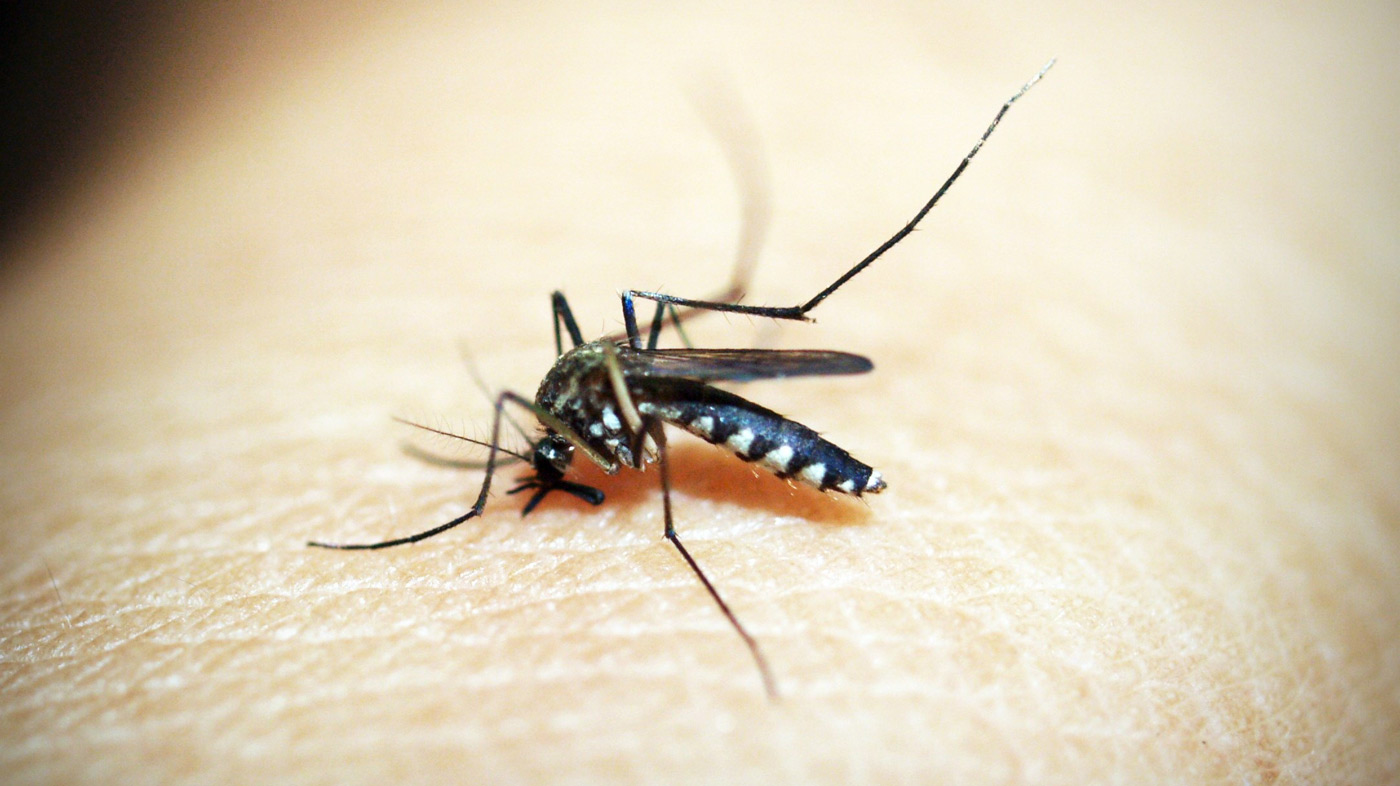 adventure travel risks and safety mosquito