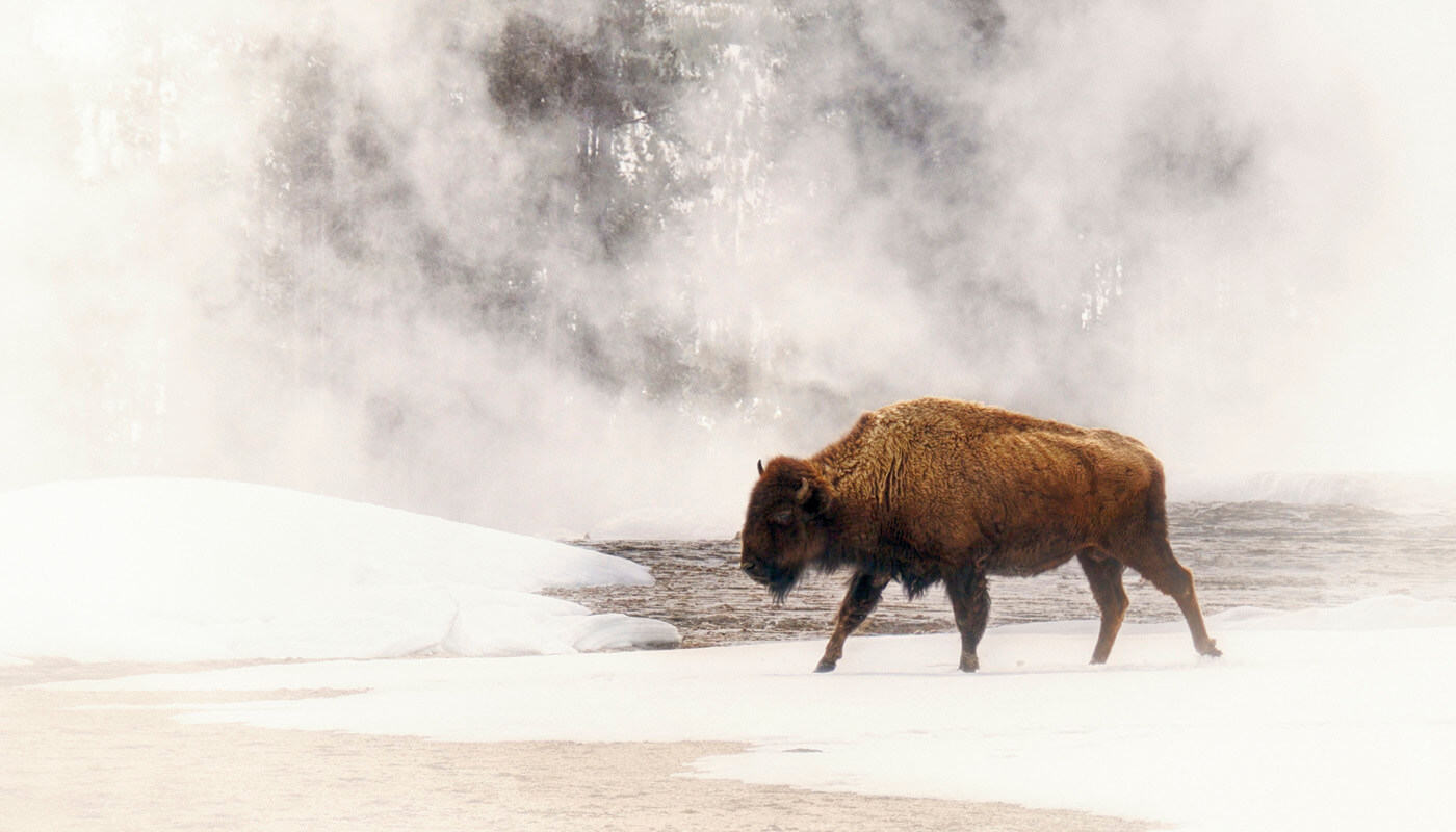 A bison at Yellowstone National Park in winter