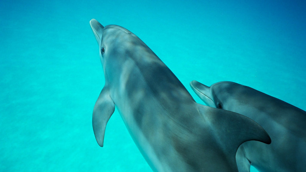 two dolphins swimming together on a clear white sandbed