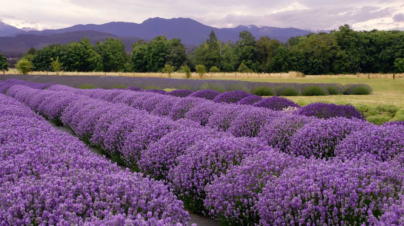 lavender farm sequim