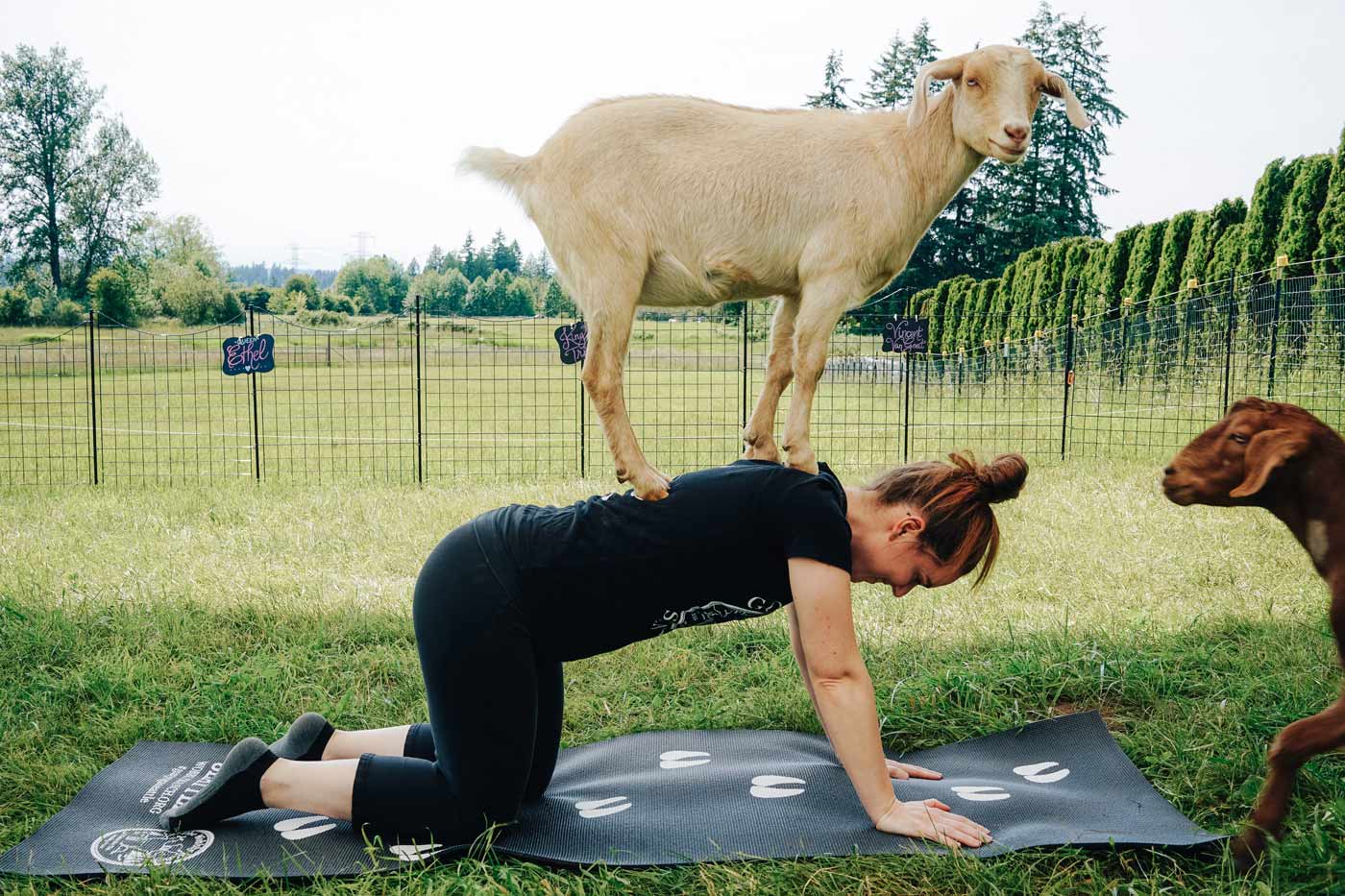 snohomish jake campbell goat yoga
