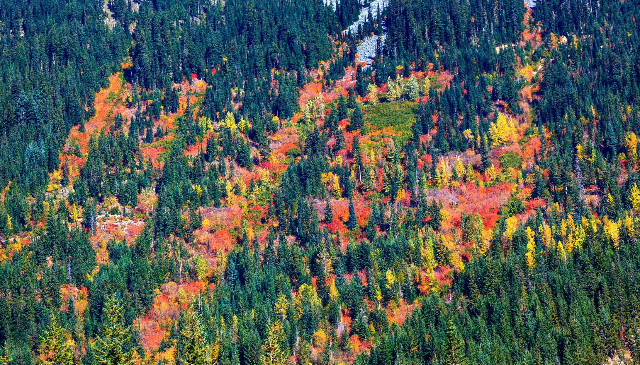 stevens pass leavenworth fall colors credit istockdotcom bpperry 527014023