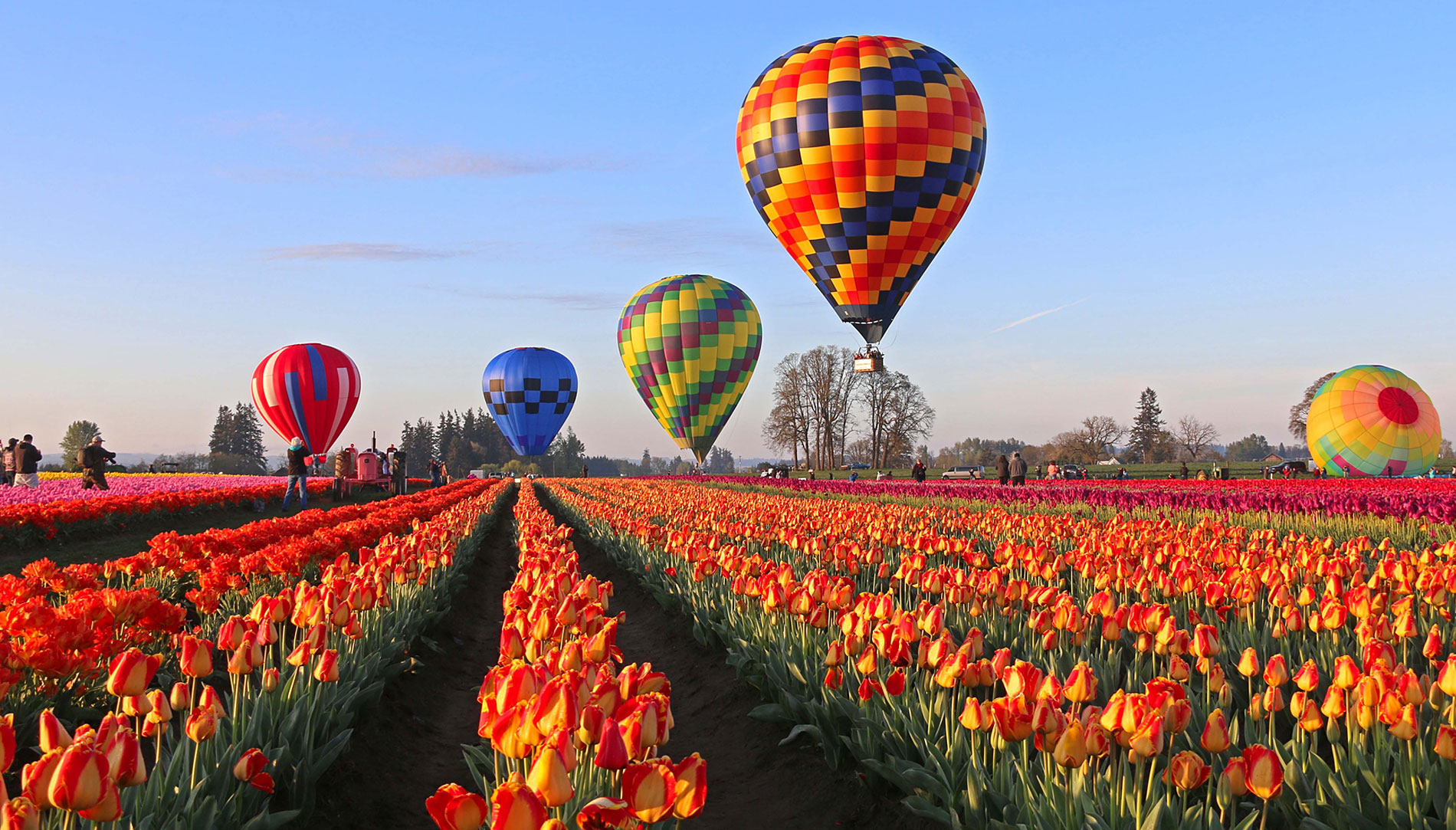 Hot air balloons over rows of tulips at the Wooden Shoe Tulip Fest in Oregon
