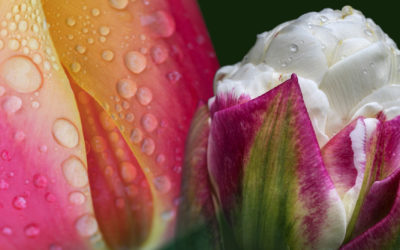 Tulip Photography Tips
