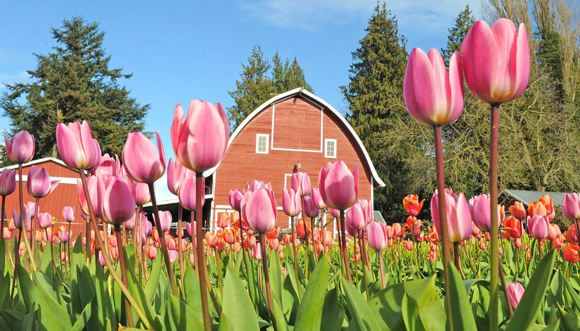Pink tulips bloom in front of a red barn