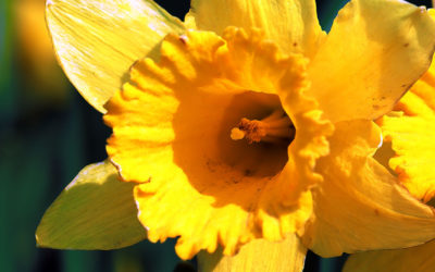 La Conner Daffodil Festival