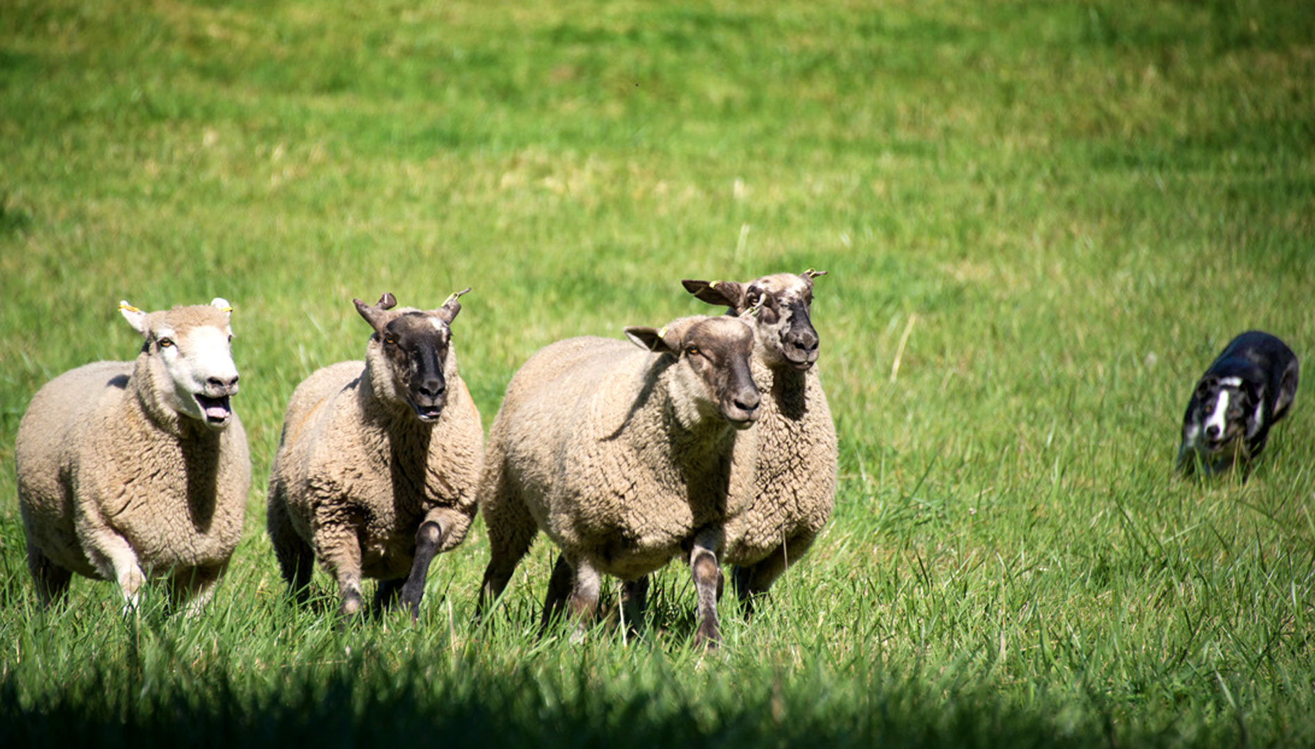 A sheepdog herds four sheep in a pasture on Vashon Island during the Vashon Sheepdog Classic competition