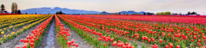 Fields of tulips in RoozenGaarde