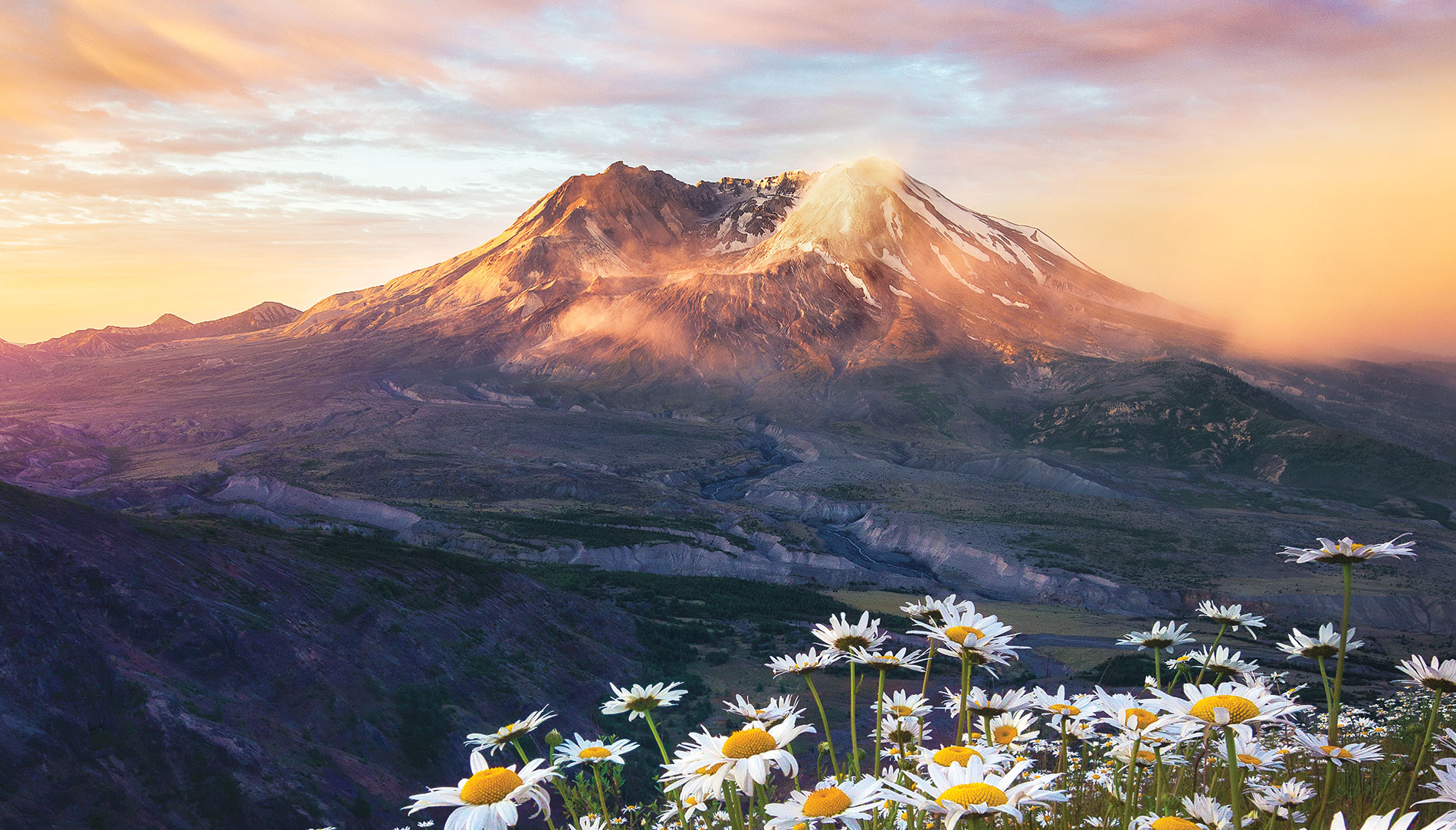 Daisies bloom as Mount St. Helens looms in the background