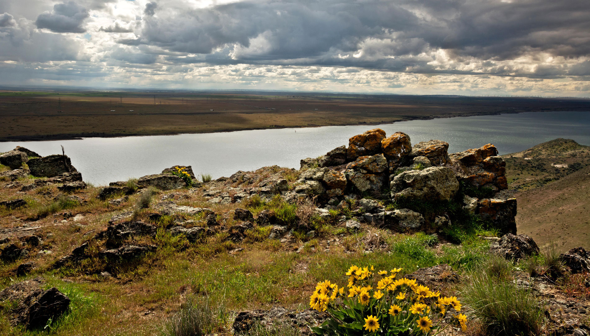 Balsamroot at the summit of Crow Butte Park on the Columbia River