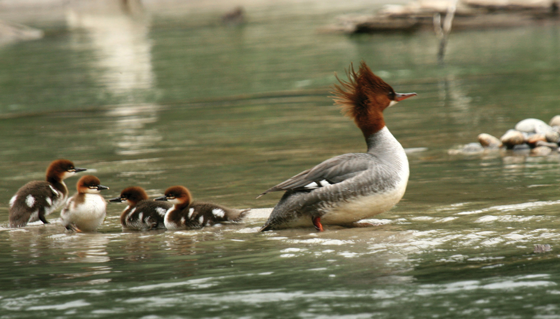 A Merganser duck and ducklings near the Chilkoot Trail