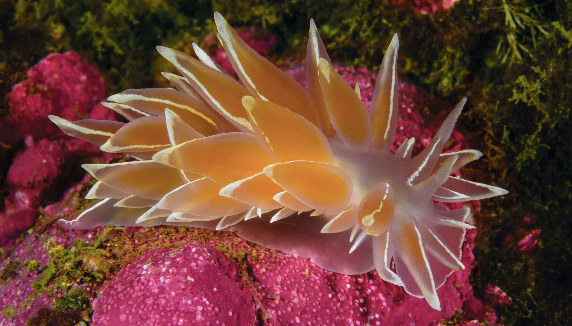 Tide Pools Alabaster Nudibranch sea slug credit Brandon Cole