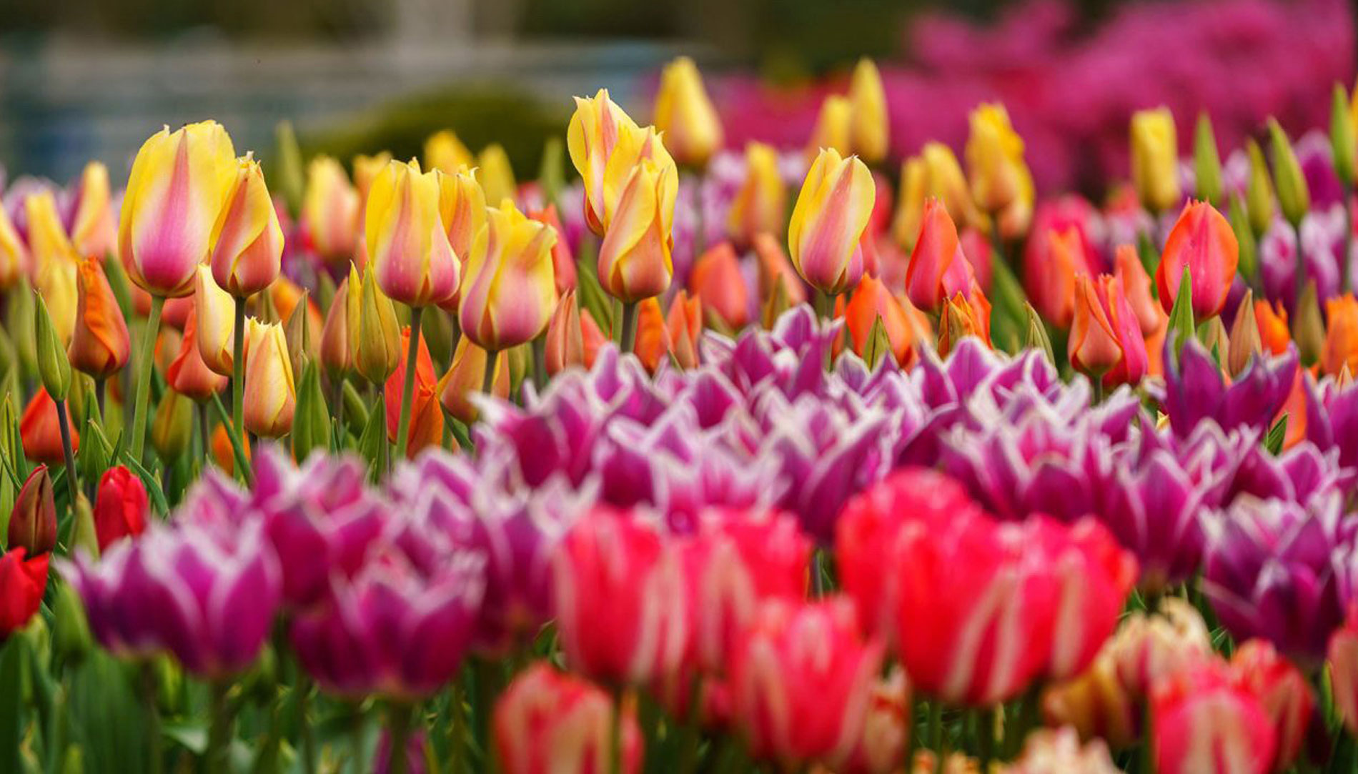 Tulips blooming in spring at Tulip Town