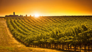 Vineyards at Columbia Valley