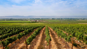 Vineyards in Yakima Valley
