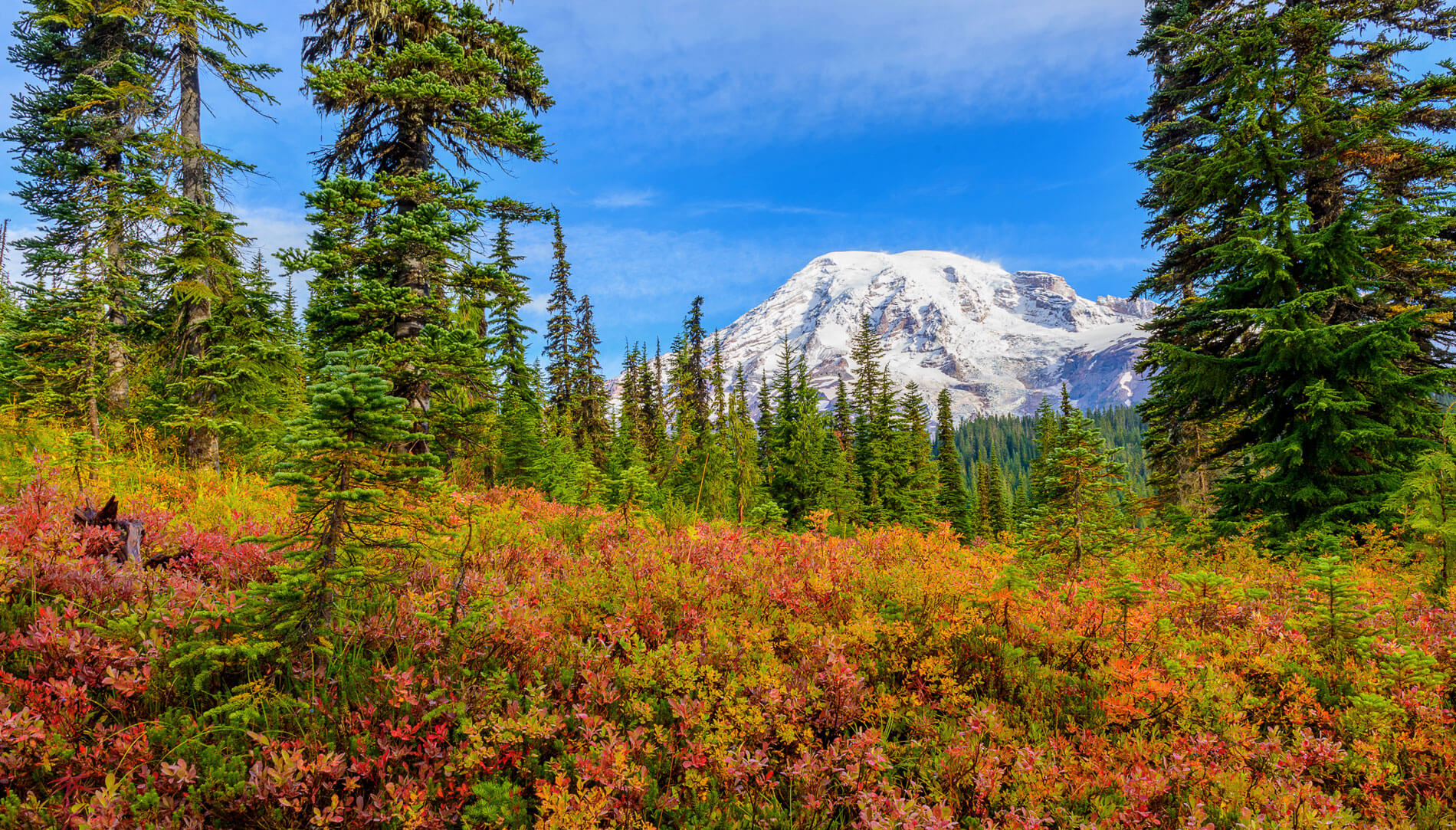 Fall colors at Mount Rainier