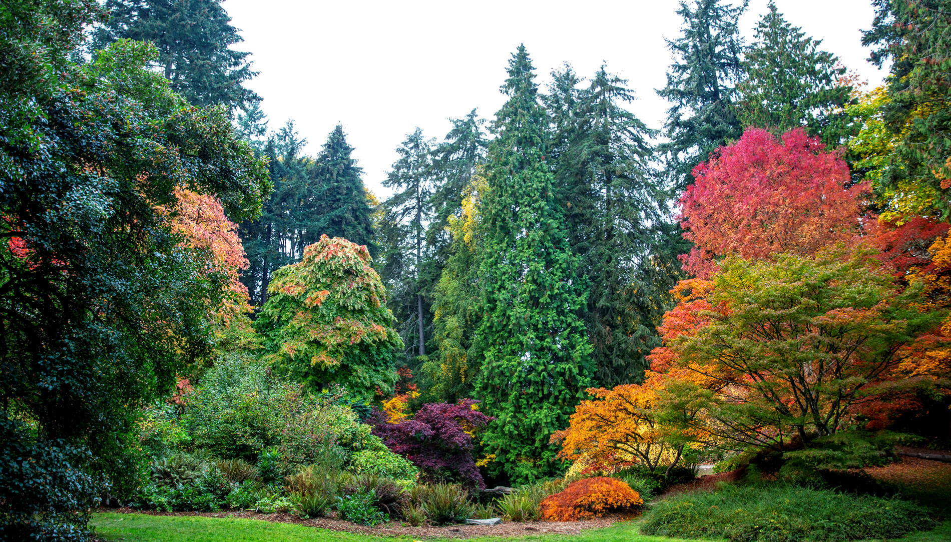 Fall colors at Washington Arboretum