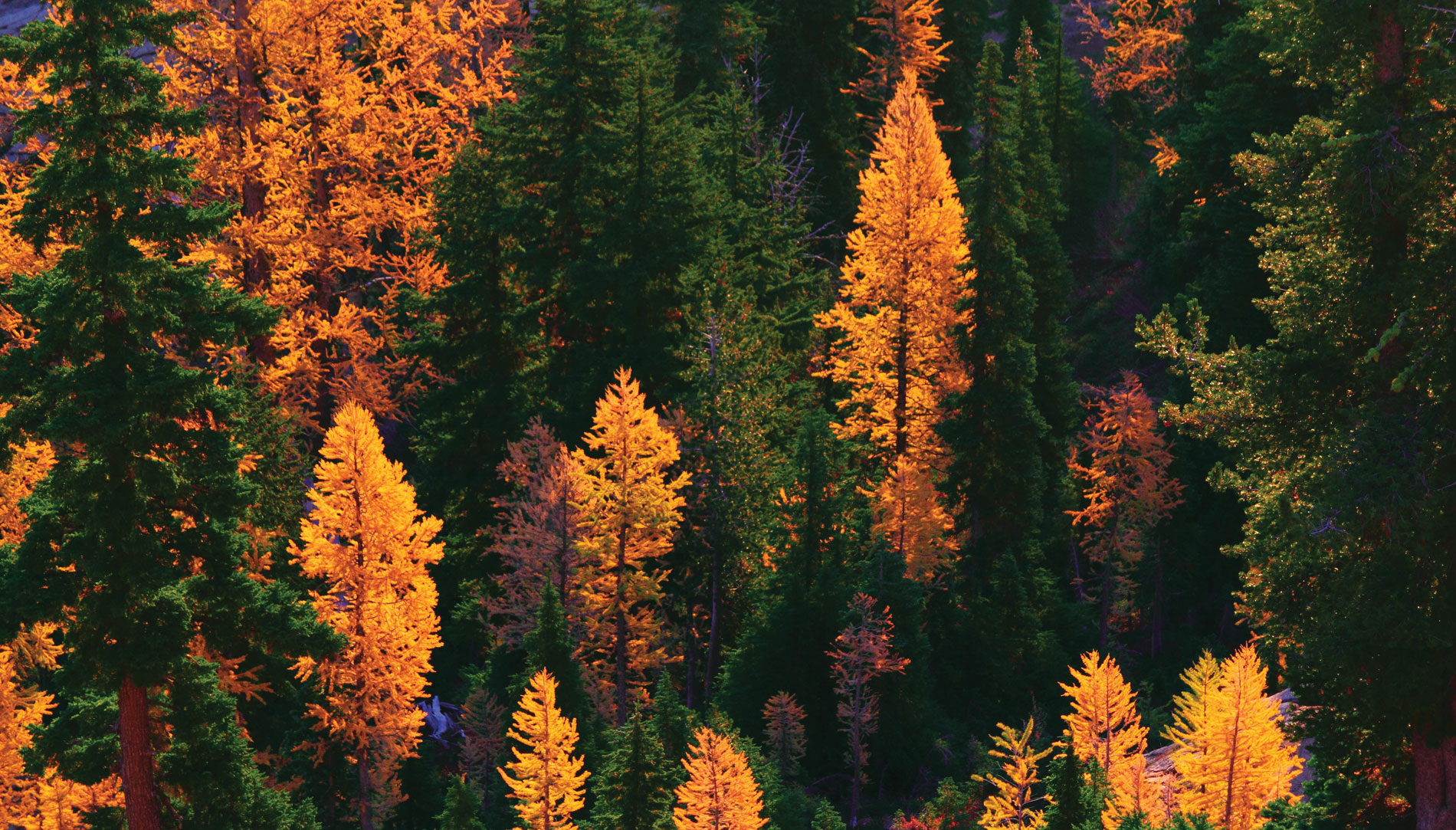 Gold larches
