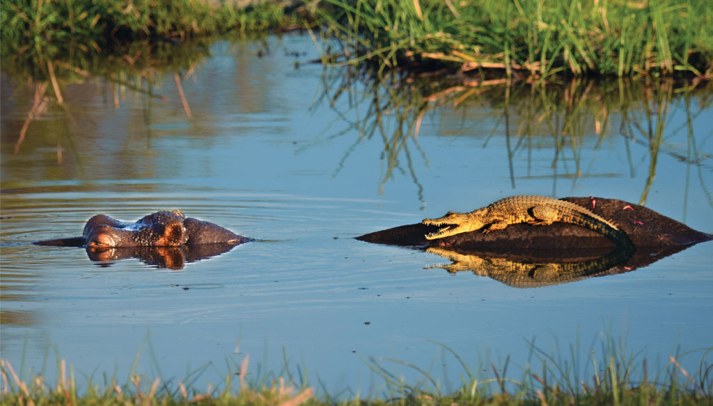 A crocodile basking atop a hippopotamus in the Okavango Delta