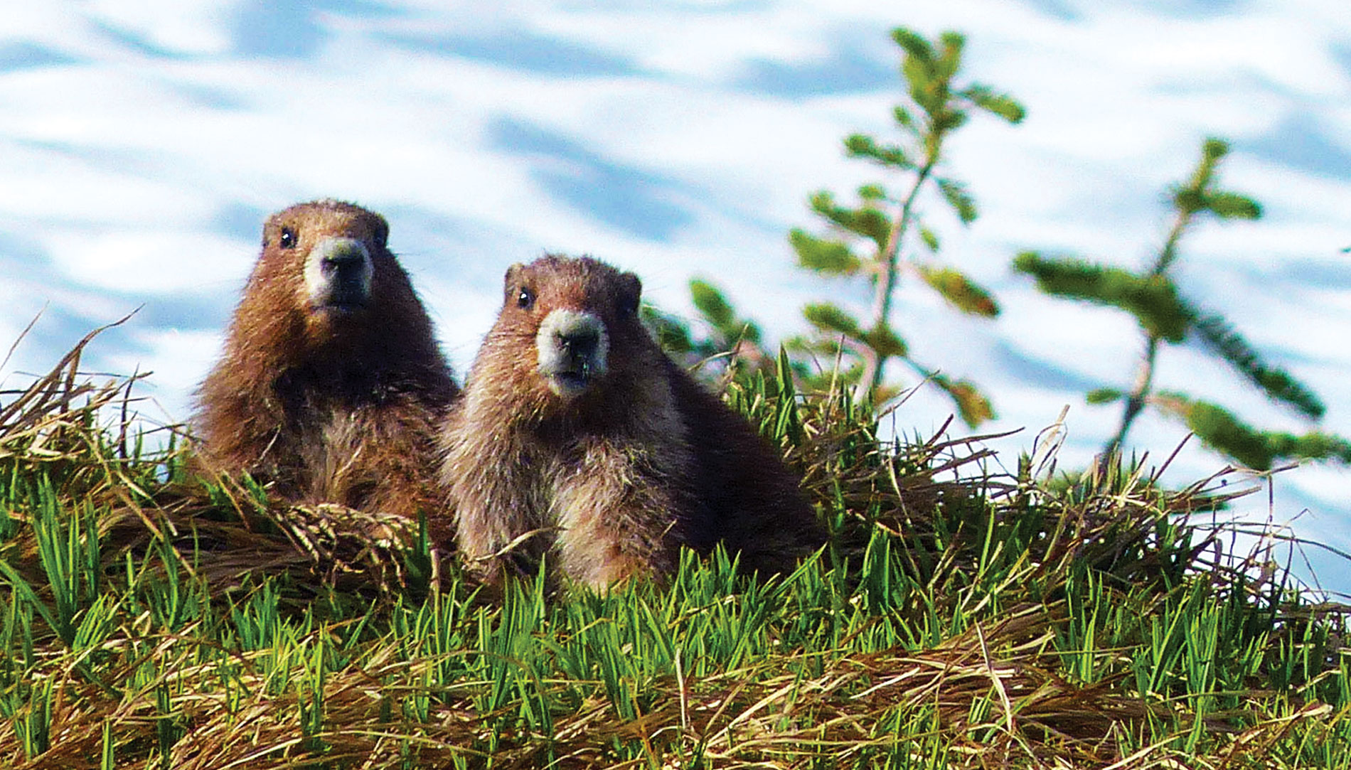 Marmots at the Olympic National Park