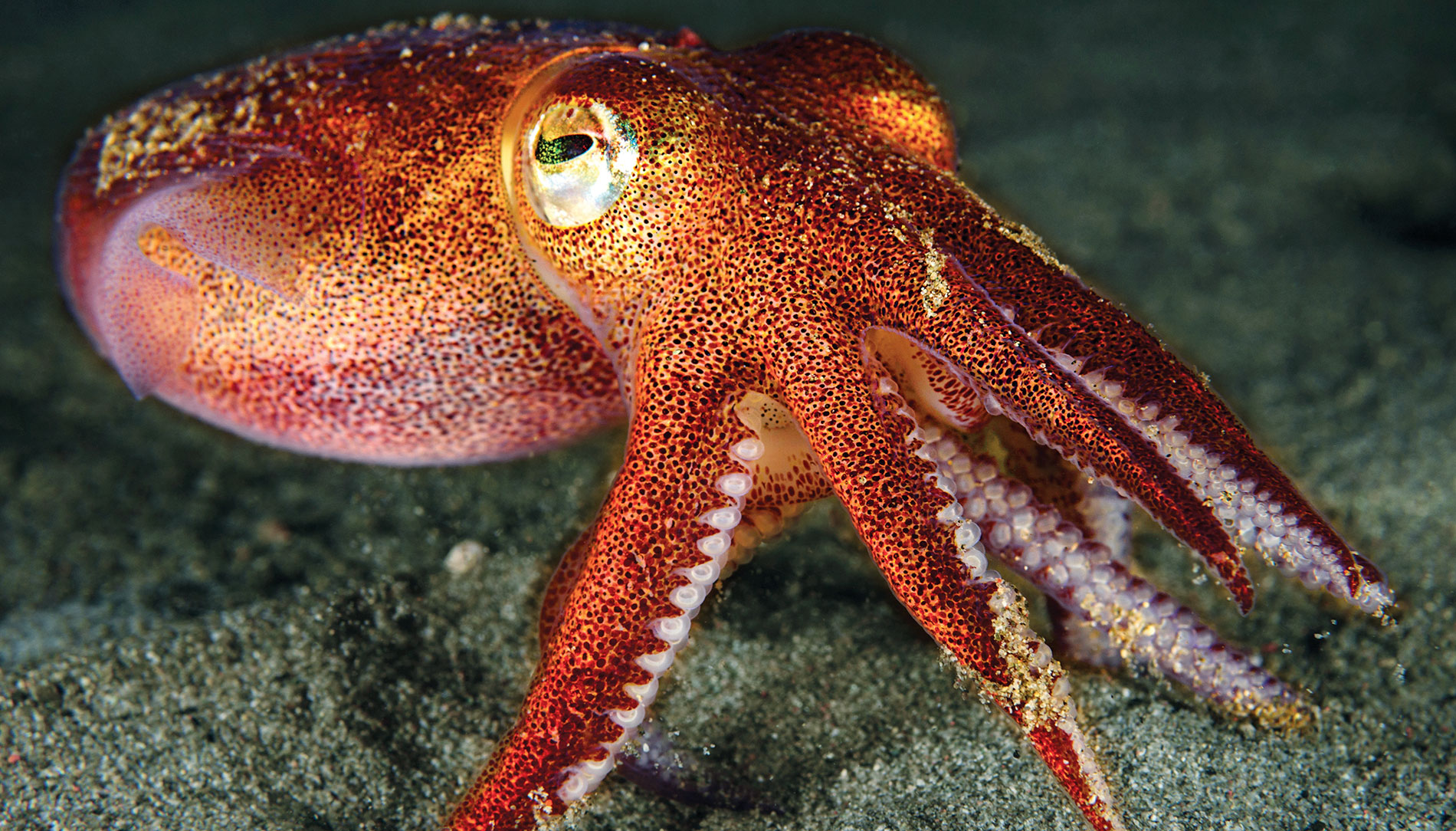 A stubby squid at Seattle's Alki Beach