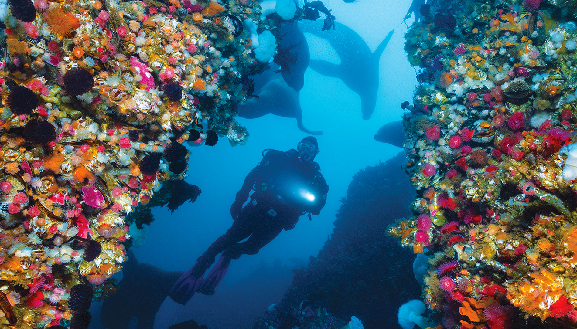 Duncan Rock divers marvel at walls carpeted by brightly colored sealife