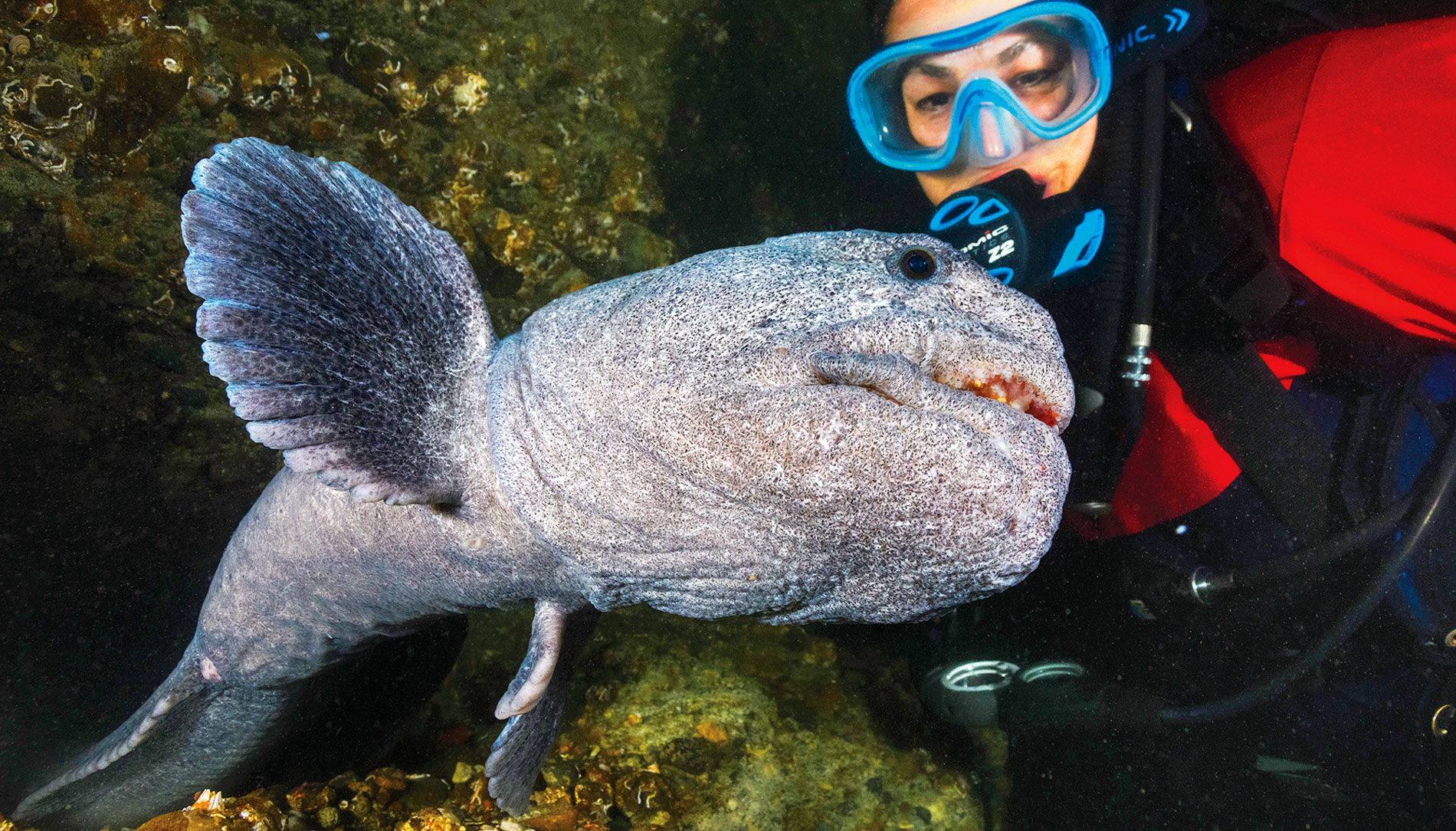 A 6-foot wolf eel emerges from its lair to the delight of a Day Island diver