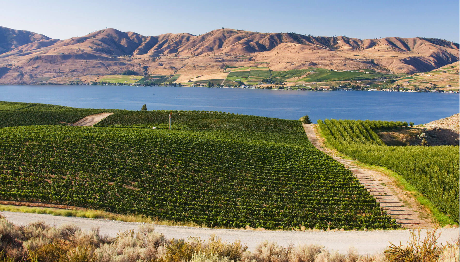 Green vineyards and the blue waters of Lake Chelan with mountains beyond