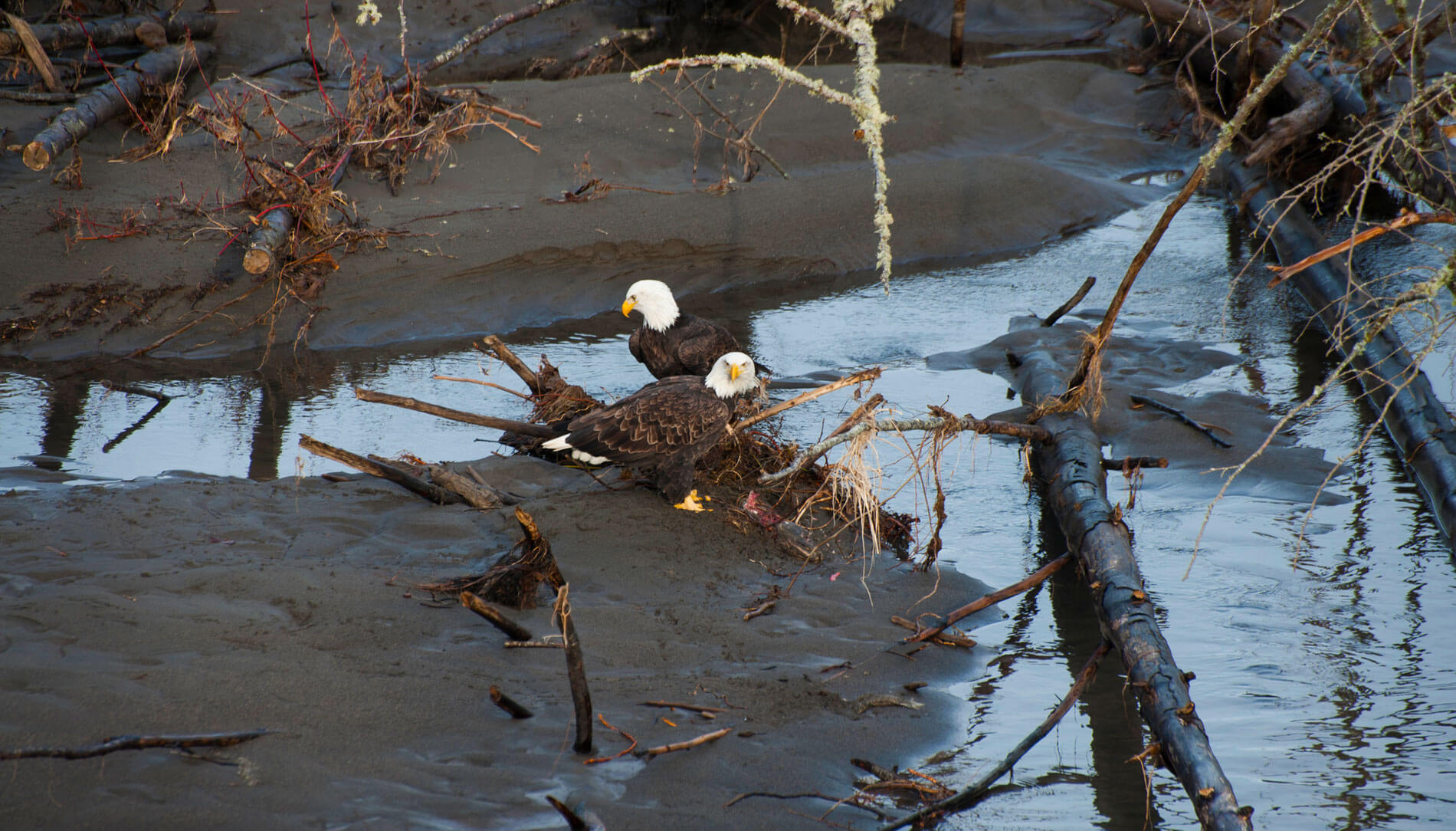 Bald Eagles near the Nooksack River