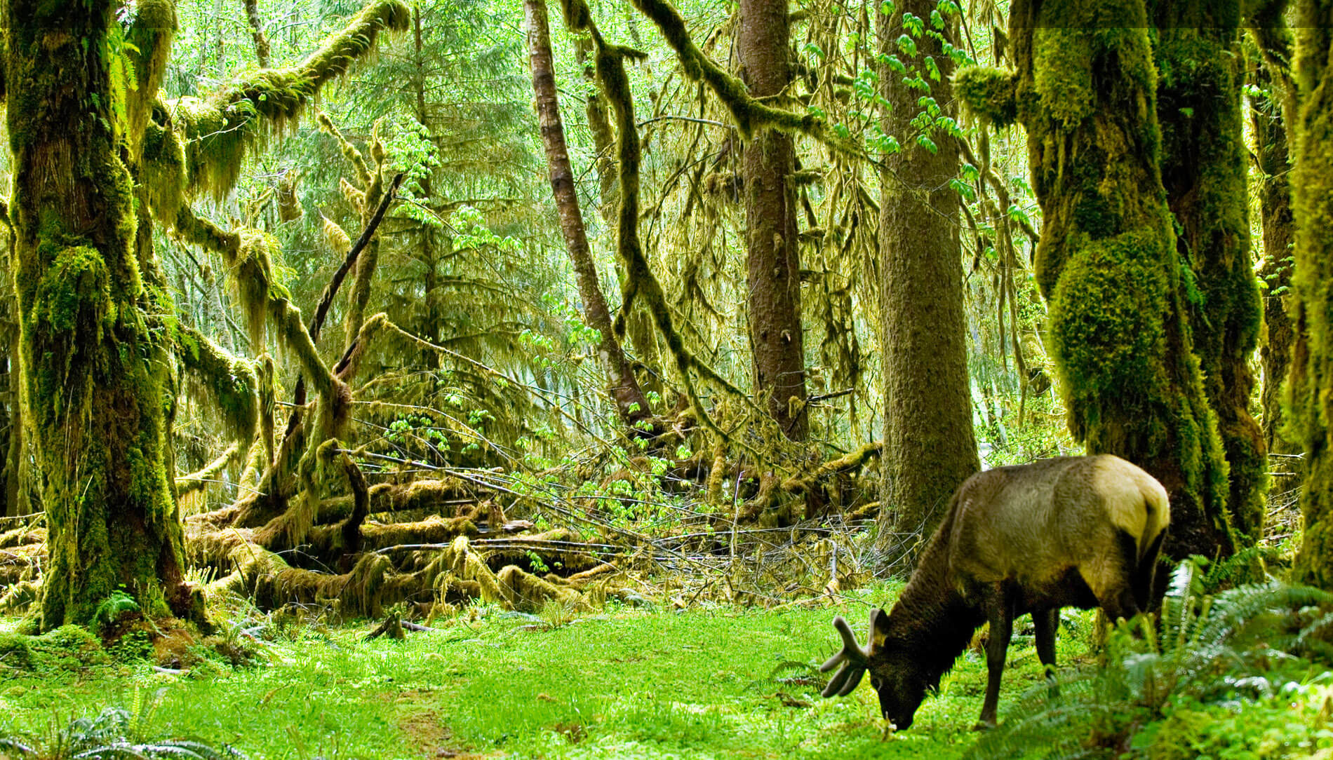 Elk at the Hoh Forest in the Olympic National Park