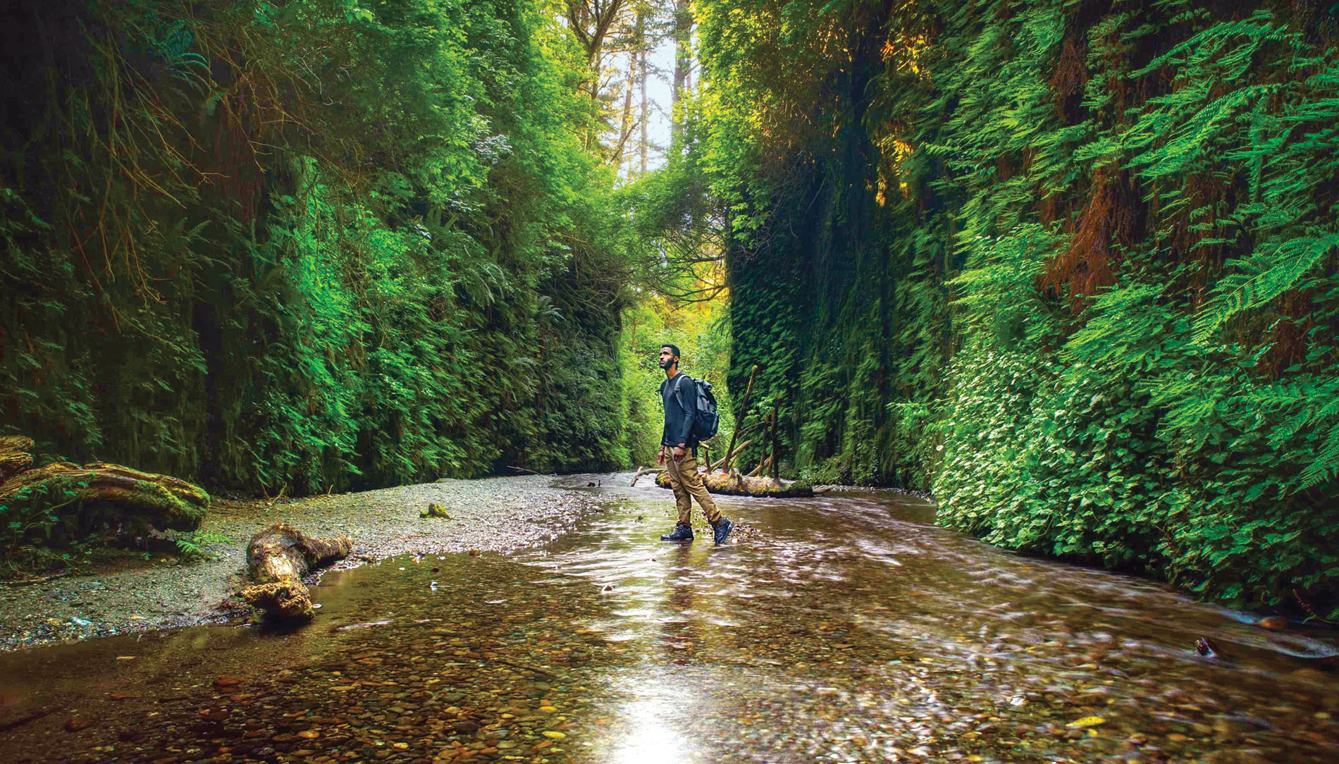 Fern Canyon in California's Prairie Creek Redwoods State Park