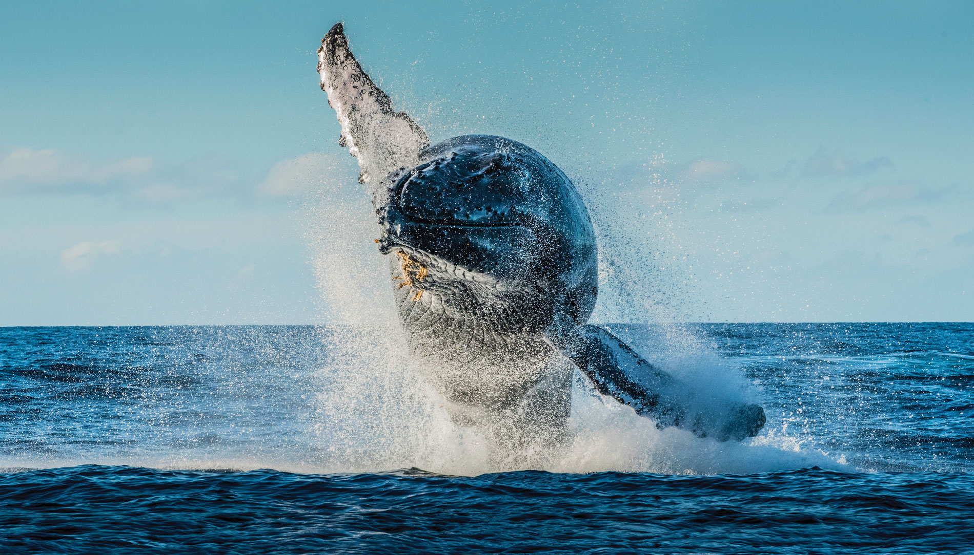 A humpback whale breaches (jumps out of the water)near Maui’s Lahaina Harbor 