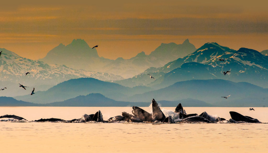 Humpback whales group gulp-feeding in Auke Bay near Juneau, Alaska. Use these tips to see humpback whales in Washington during the summer months.