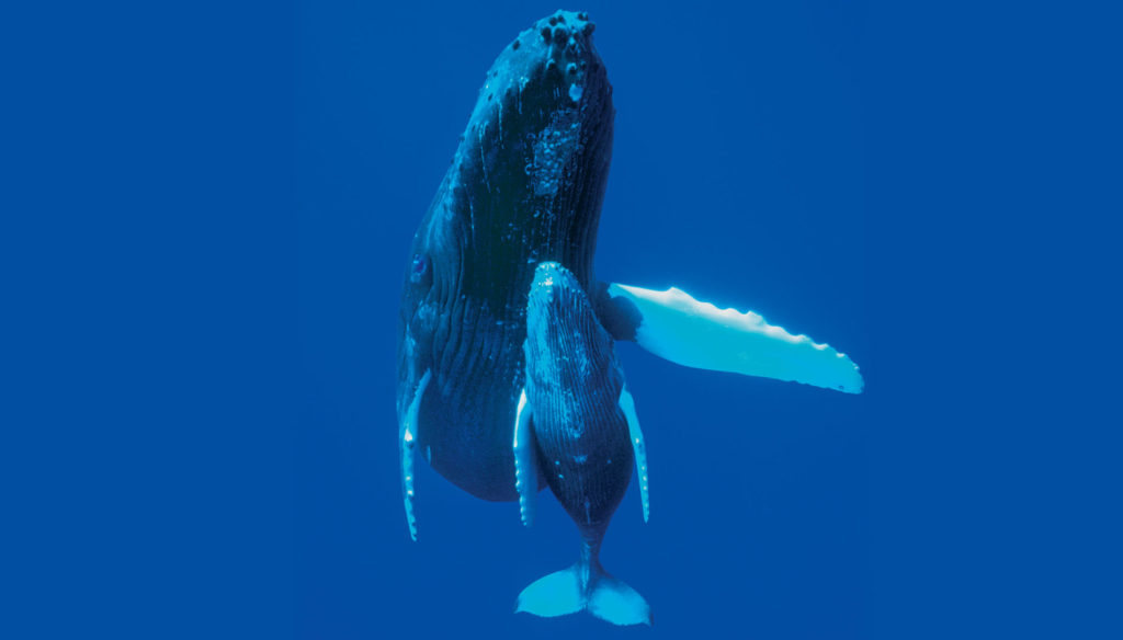 A humpback and her calf in Hawaiian waters