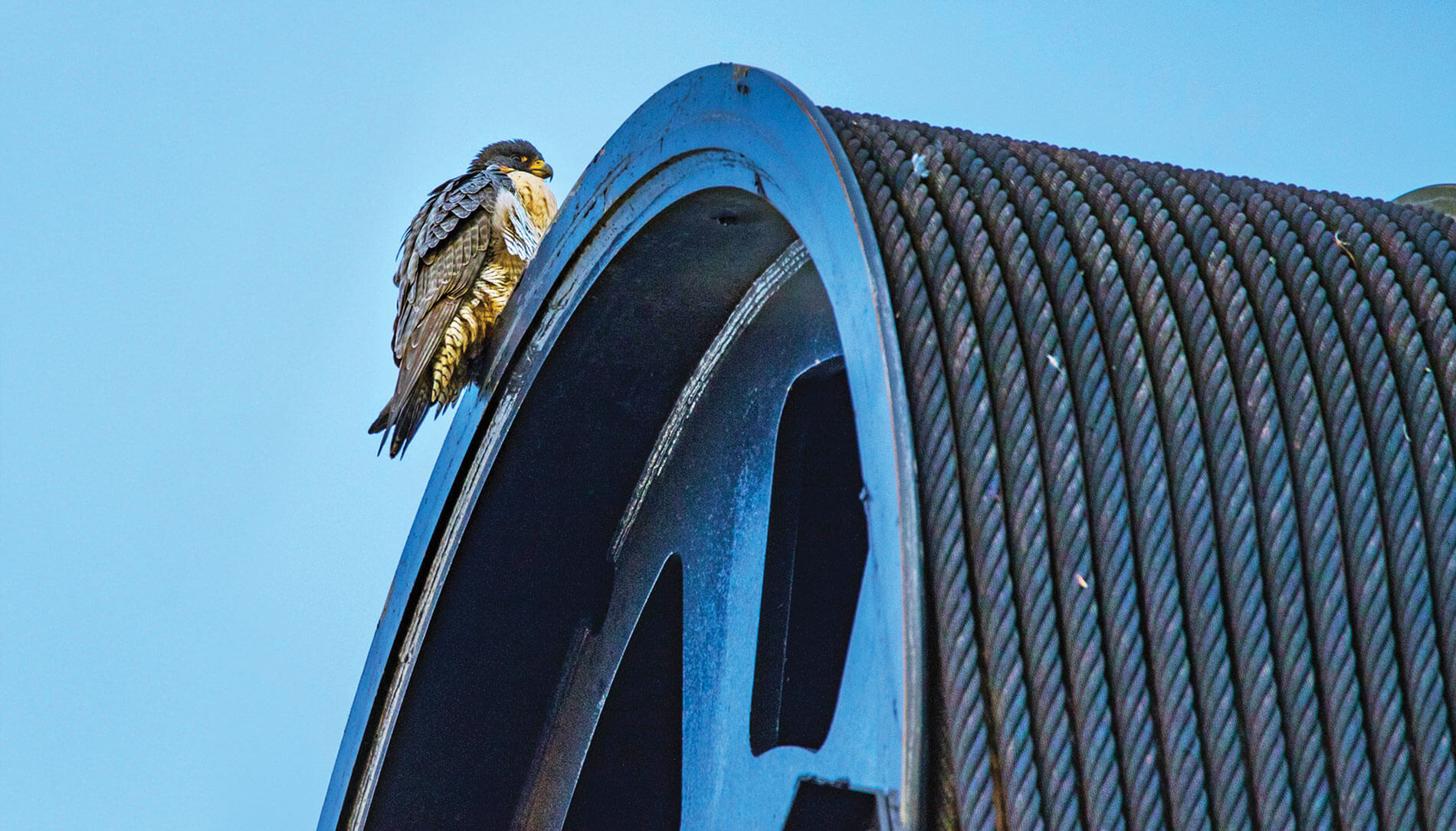 Peregrine falcon on a building