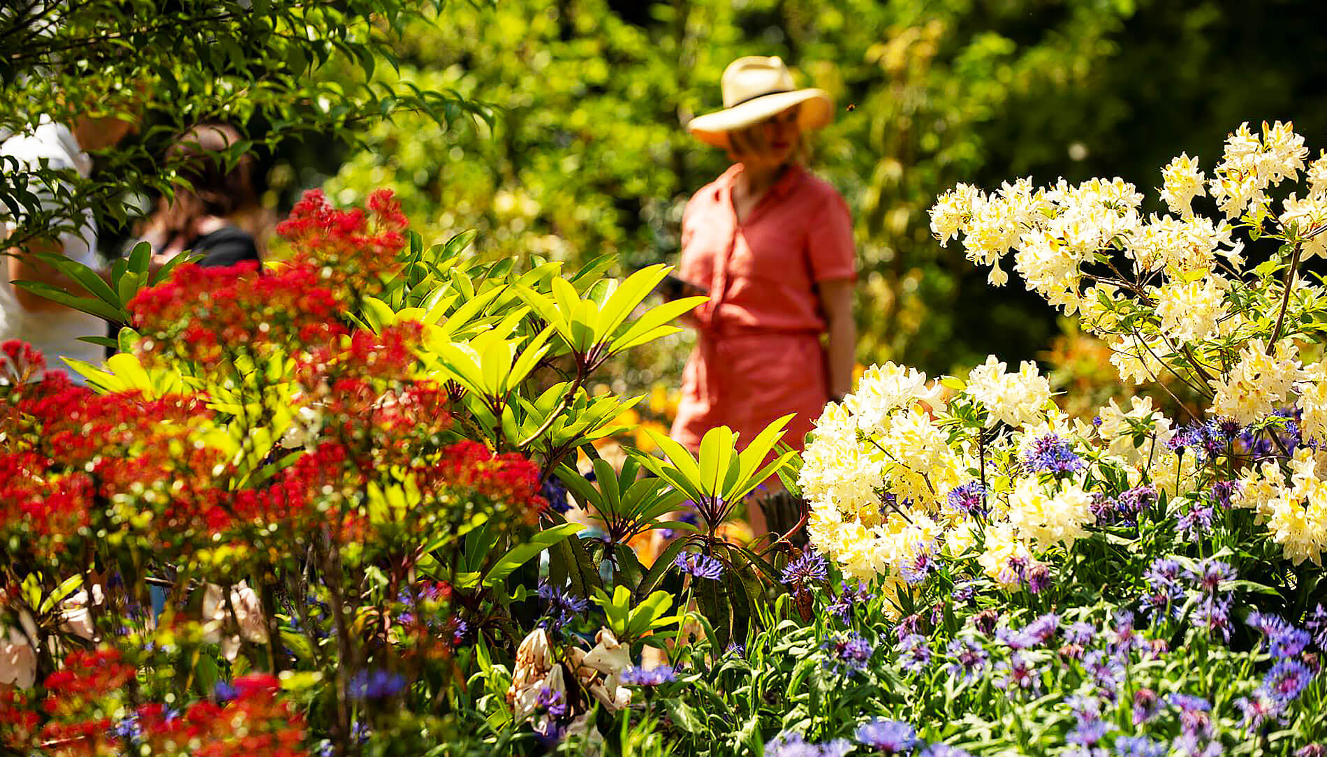 Rhododendron species at Botanical Garden 