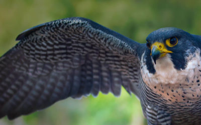 Northwest Peregrine Falcons