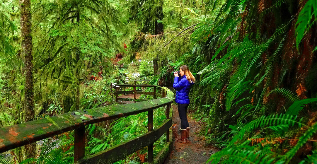 Hoh forest