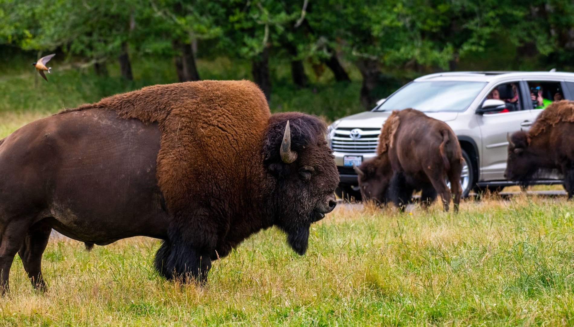 Bison at the Northwest Trek Wildlife Park