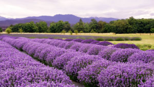 Lavender fields in Sequim