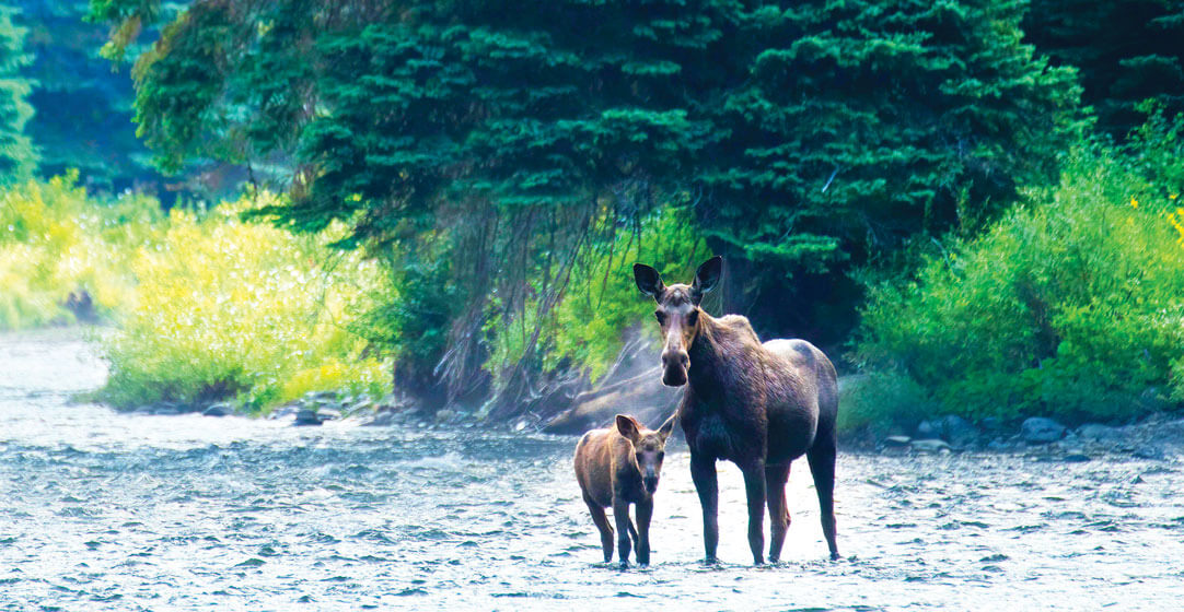 Image of Moose With a Calf near St. Joe Scenic Byway