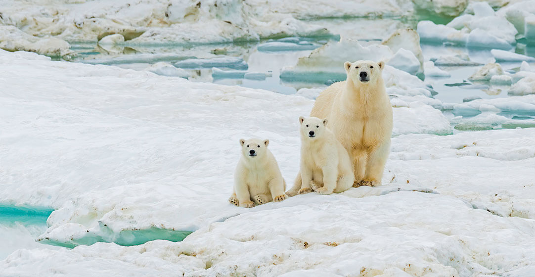 Mother polar bear with her cubs on ice covered ground at Wrangle Island