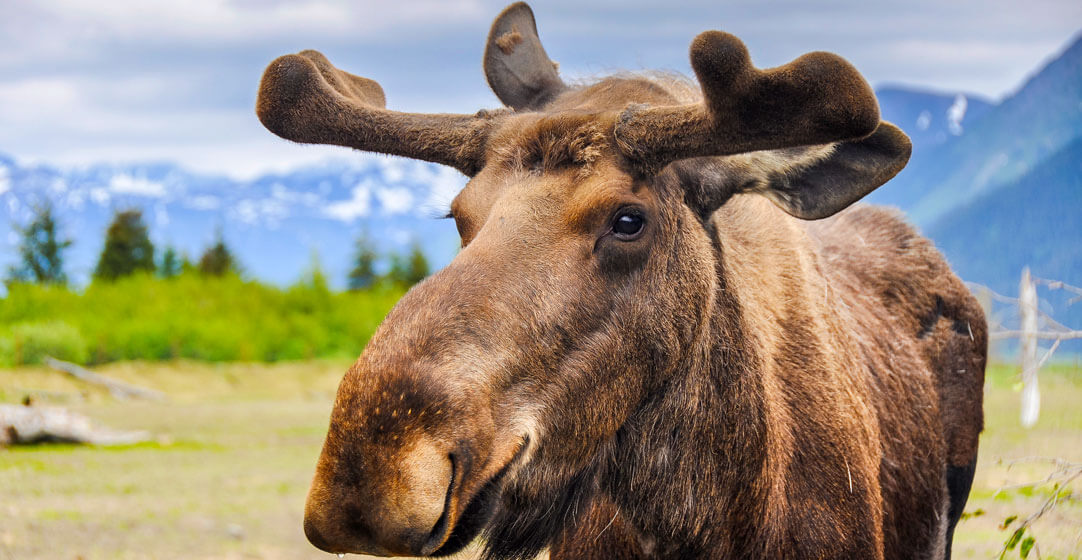 close-up of a Moose in Alaska with blurry background of the Alaskan mountains