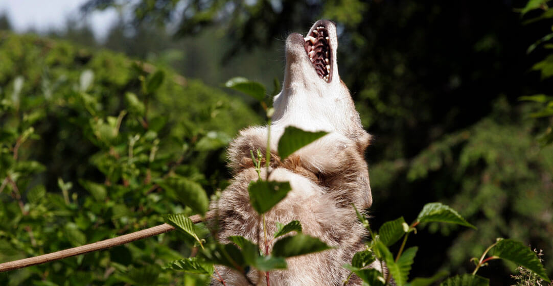 Winter wolfs in Alaska