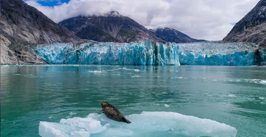seal resting on an iceberg with from the Dawes Glacier