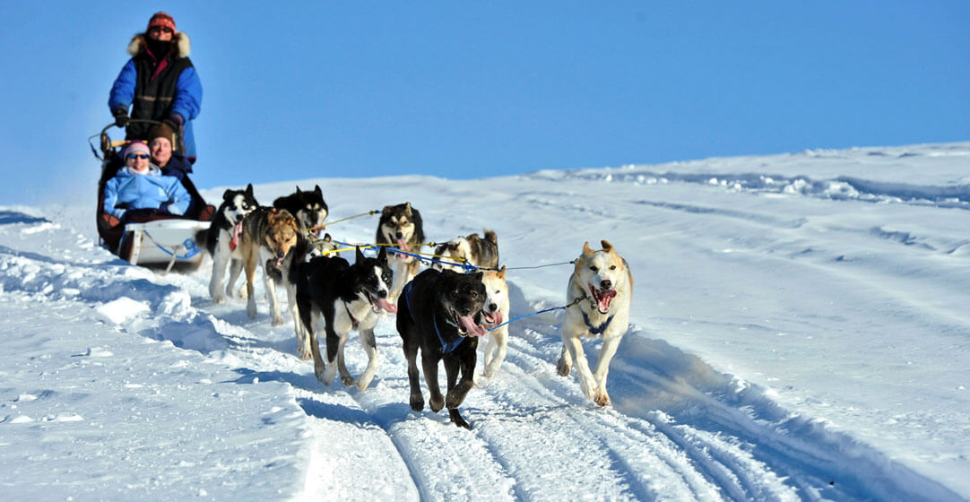 Dog Sledding in Fairbanks