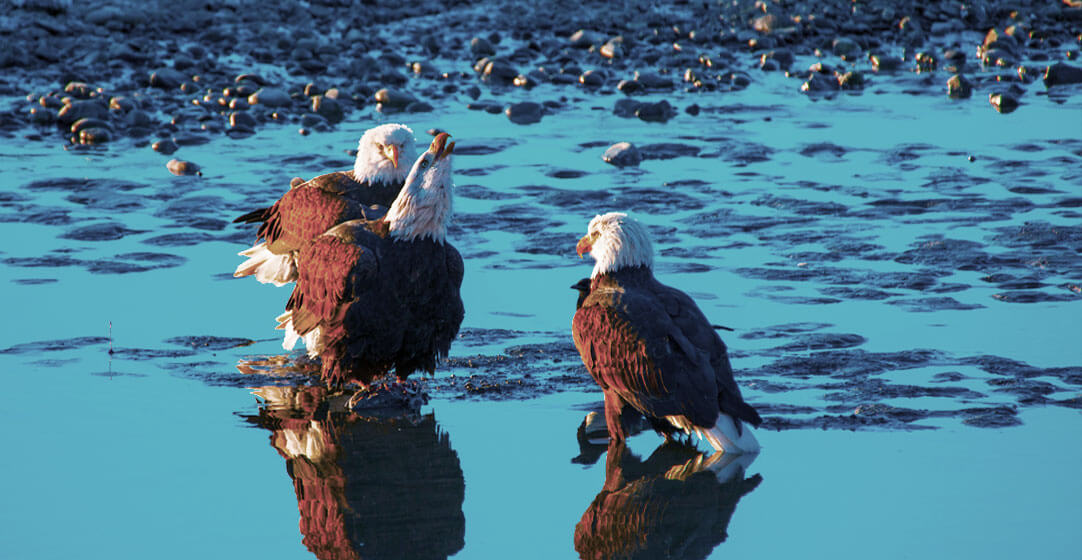 Bald Eagles at the Chilkat River
