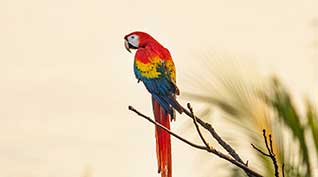 Colorful Costa Rica