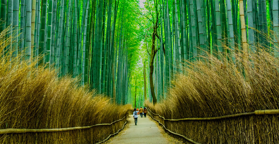 arashiyama bamboo in Kyoto, Japan