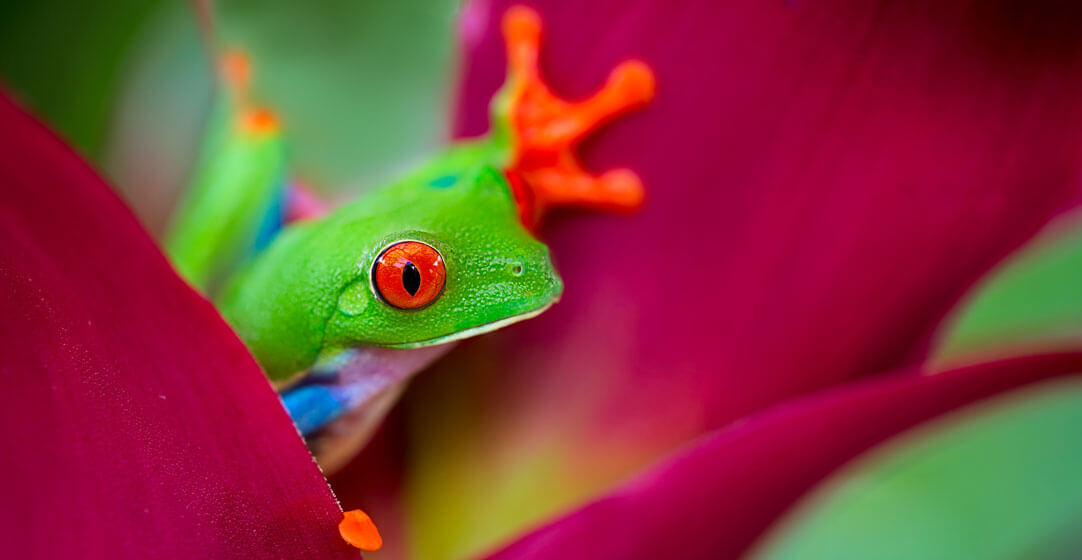 red-eyed tree frog in Costa Rica